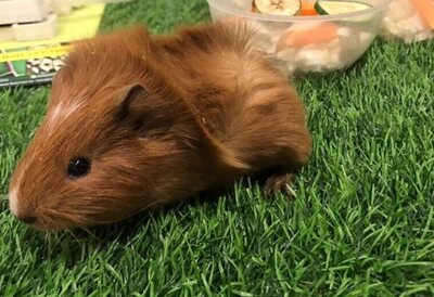 Искусственная трава для клеток домашних животных - читать на сайте ...